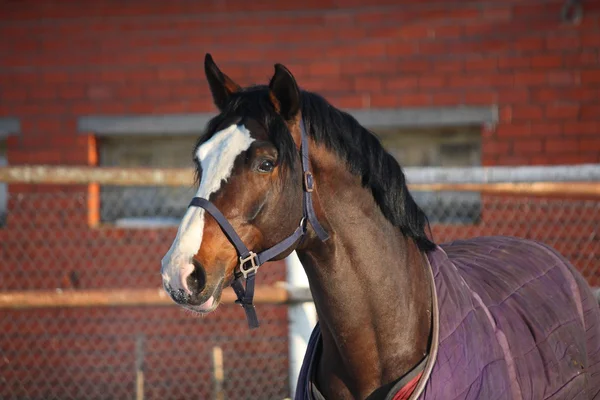 Retrato de hermoso caballo marrón en el paddock — Foto de Stock