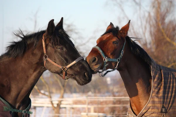 Dois cavalos castanhos a brincar juntos — Fotografia de Stock