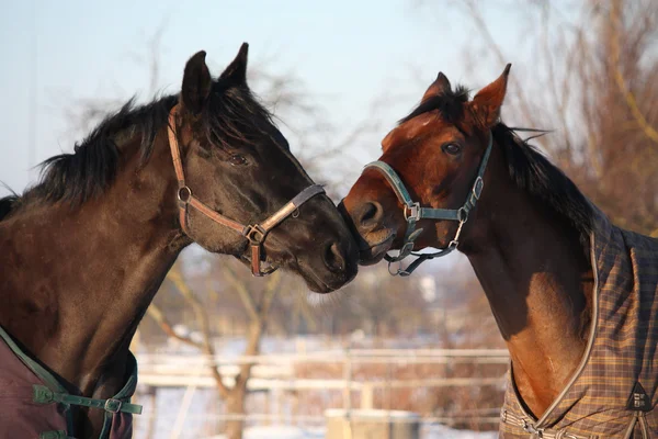 Two brown horses playing together — Stock Photo, Image