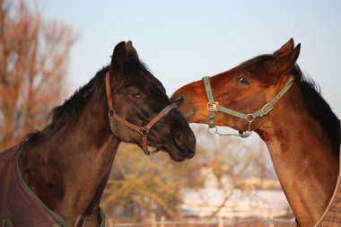 два коричневий коней, граючи разом