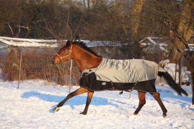 Brown horse in coat running  clipart