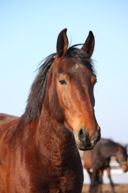 erken baharda güzel at portresi