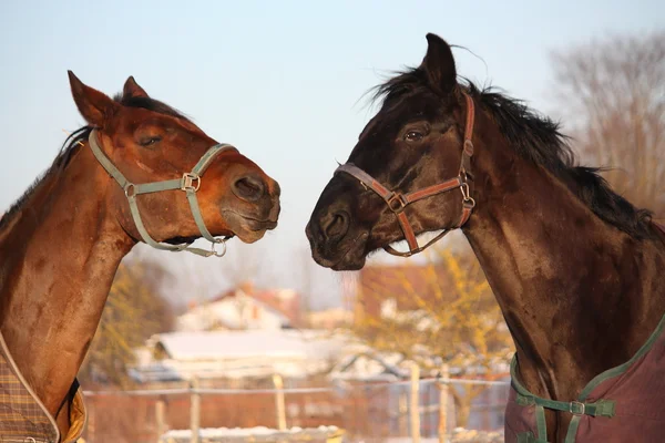 Two brown horses playing together — Stock Photo, Image