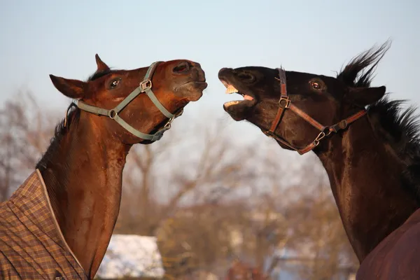 一緒に遊ぶ 2 つの茶色の馬 — ストック写真