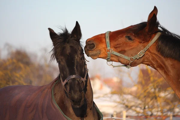 Two brown horses playing together — Stock Photo, Image