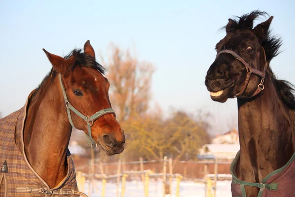 Dwa brązowe konie razem — Zdjęcie stockowe