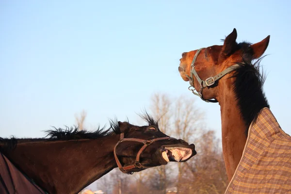 Two brown horses playing together — Stock Photo, Image