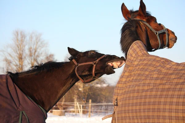 Два коричневі коні грають разом — стокове фото