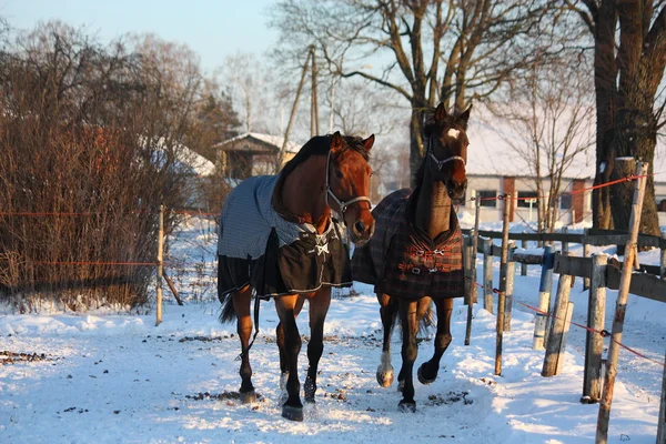 Two brown horses running together