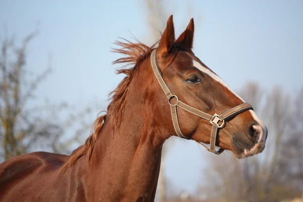 Beautiful horse portrait in early spring — Stock Photo, Image