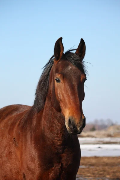 Bellissimo ritratto di cavallo all'inizio della primavera — Foto Stock