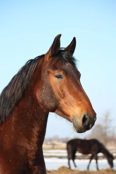 Vackra häst porträtt tidigt på våren — Stockfoto