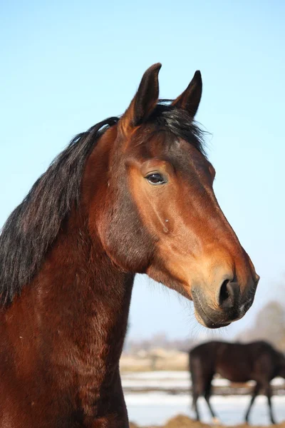 Vackra häst porträtt tidigt på våren — Stockfoto