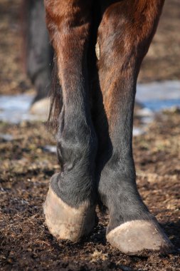 Close up of brown horse legs clipart
