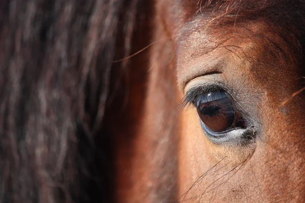 Olho de cavalo marrom perto — Fotografia de Stock