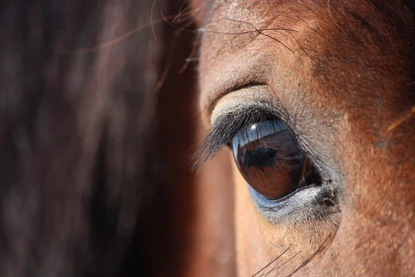 Brown horse eye close up — Stock Photo, Image