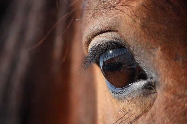 Ojo de caballo marrón de cerca — Foto de Stock