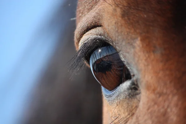 Brown horse eye close up — Stock Photo, Image