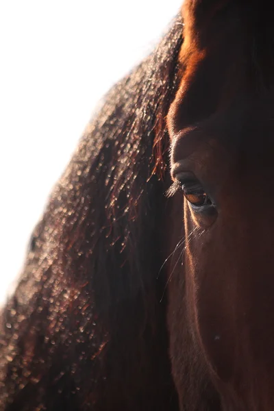 Ojo de caballo marrón de cerca —  Fotos de Stock