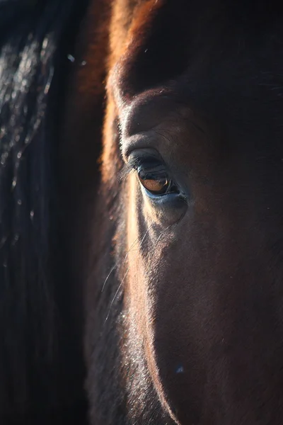 Brown horse eye close up