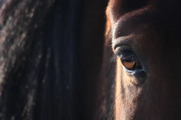 Ojo de caballo marrón de cerca — Foto de Stock