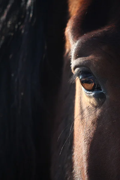 Bruna häst öga på nära håll — Stockfoto