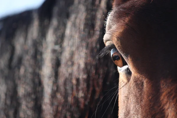 Brązowe oko konia z bliska — Zdjęcie stockowe