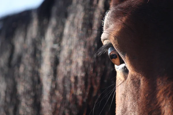 Ojo de caballo marrón de cerca — Foto de Stock