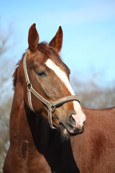 Beautiful horse portrait in early spring — Stock Photo, Image