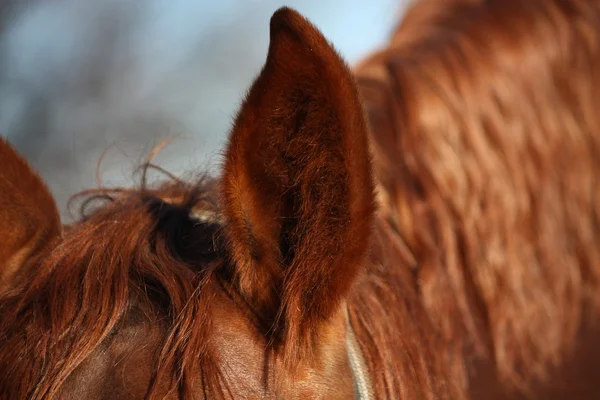 Chectnut koń ucha z bliska — Zdjęcie stockowe