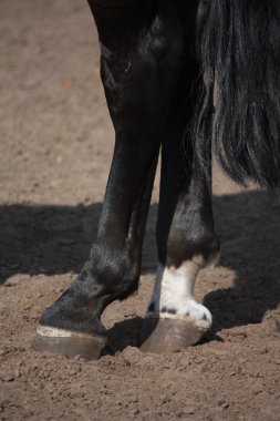 Close up of horse hoof standing on the ground clipart