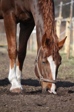 kestane at çim padok aranıyor