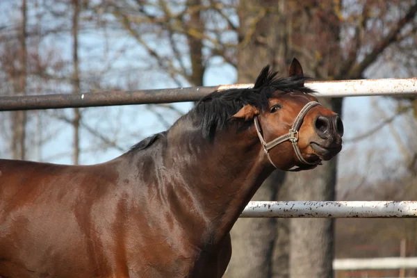 Bay beautiful stallion neighing and speaking — Stock Photo, Image