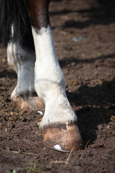 Primer plano de la pezuña de caballo de pie en el suelo —  Fotos de Stock