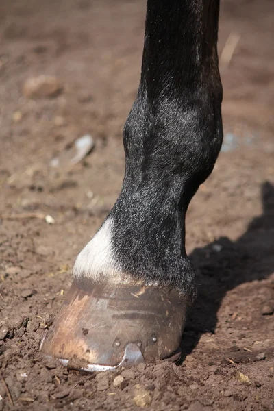 Fechar o casco de cavalo em pé no chão — Fotografia de Stock