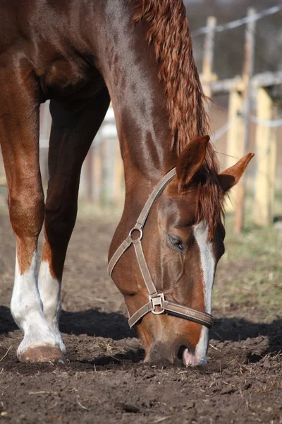 Chestnut horse searching for grass at the paddock — Stock Photo, Image