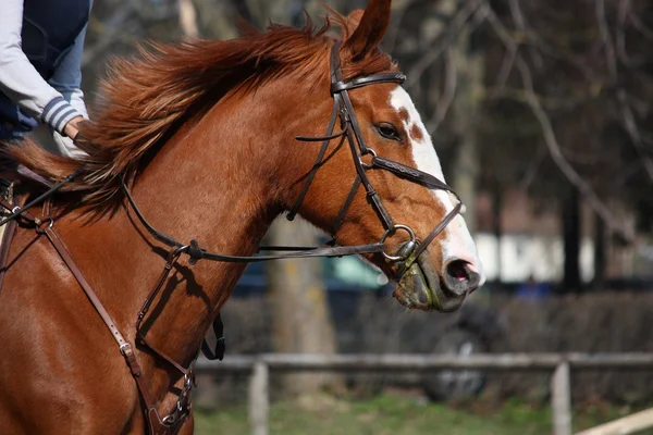 Portrét hnědého koně s uzdou během soutěže — Stock fotografie