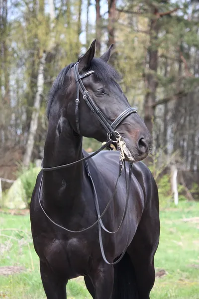 Портрет чорношкірого спортивного коня з крейдою — стокове фото