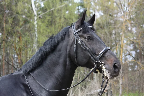 Portrait of black sport horse with bridle — Stock Photo, Image