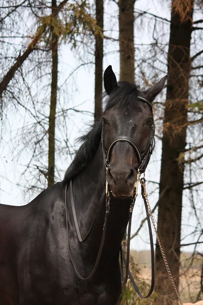 Ritratto di cavallo sportivo nero con briglia — Foto Stock