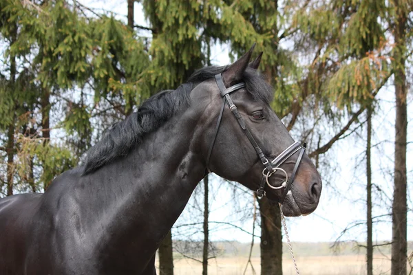 Портрет черной спортивной лошади с уздечкой — стоковое фото