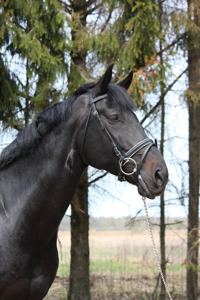 添え金と黒のスポーツ馬の肖像画 — ストック写真