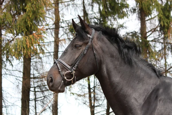 Retrato de cavalo esporte preto com freio — Fotografia de Stock