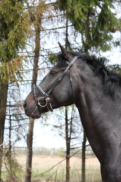 Portret koń czarny sport z uzda — Zdjęcie stockowe