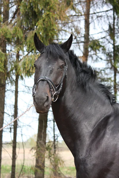 Πορτρέτο του μαύρο σπορ άλογο με το χαλινάρι — Φωτογραφία Αρχείου
