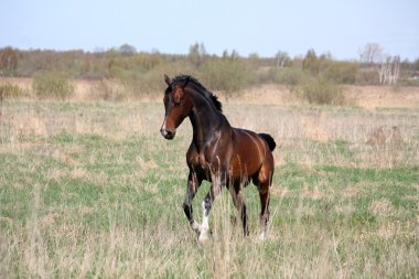defne atı alan dörtnala