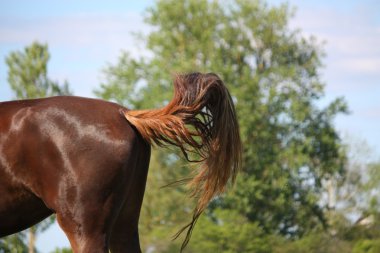 kahverengi at kuyruğunu sallamaya