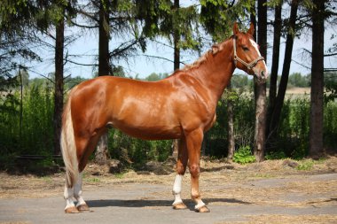 kestane at ayakta ormanı yakınlarında