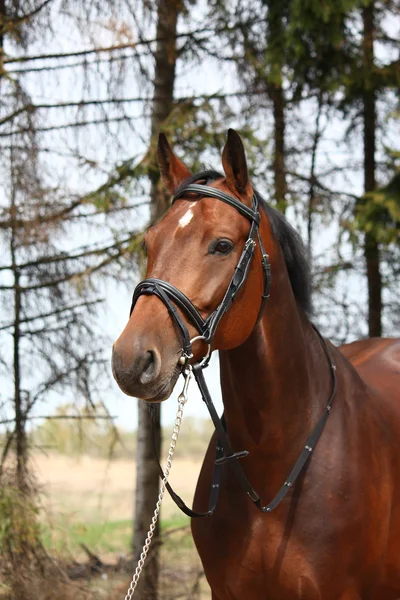 Baía holsteiner cavalo retrato com freio — Fotografia de Stock