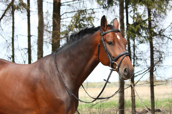 Zatoka holsteiner konia portret z uzda — Zdjęcie stockowe